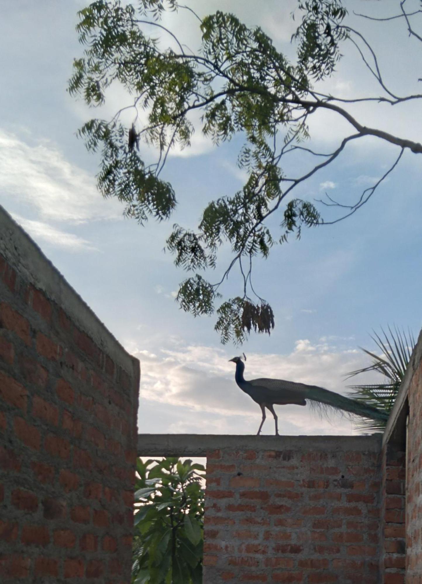 Home In The Island Tangalle Exterior foto