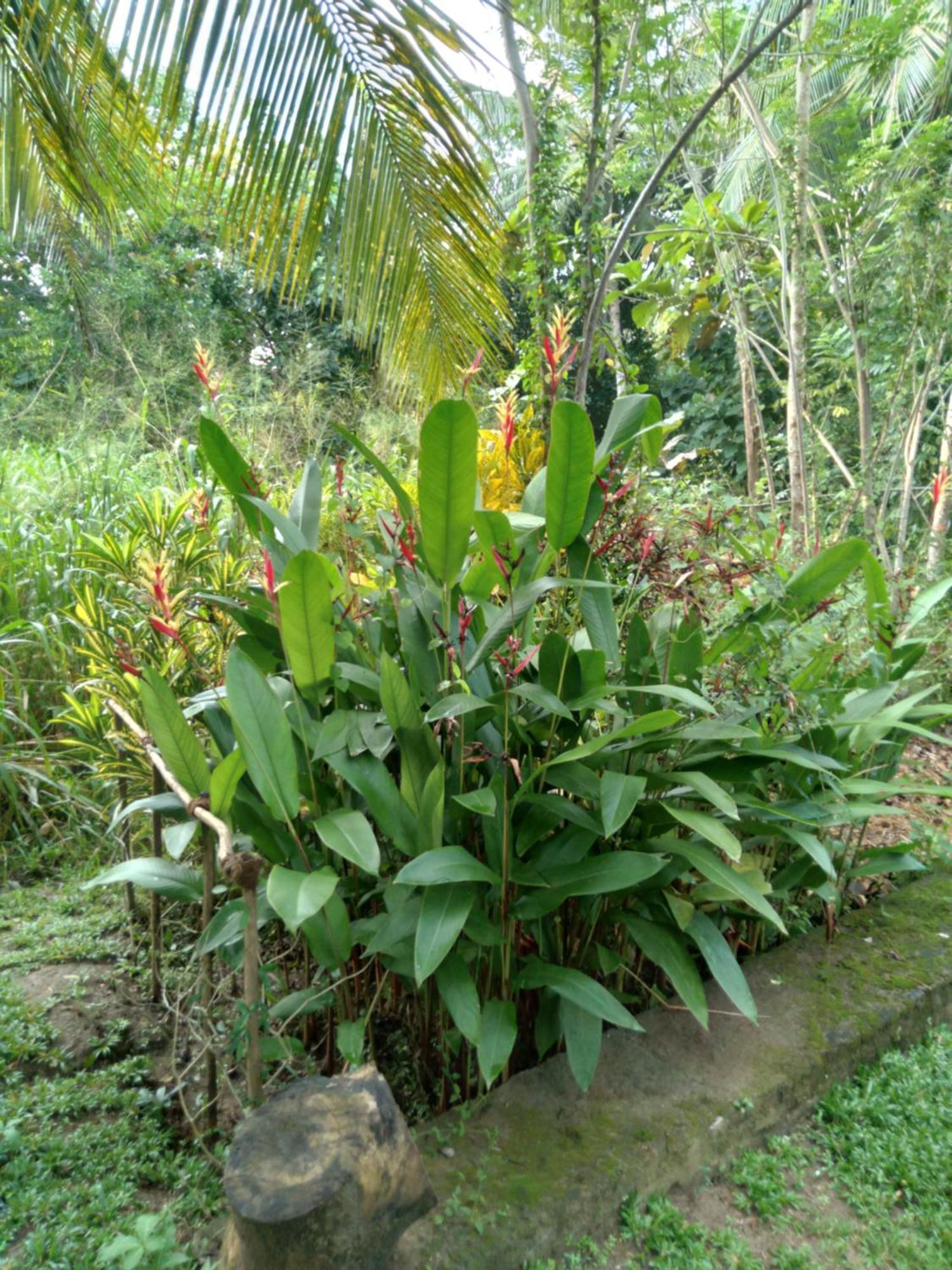 Home In The Island Tangalle Exterior foto